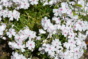 Amazing Grace Creeping Phlox flowera