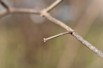 Sweet mock orange branch in winter
