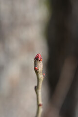 Hawthorn branch with buds