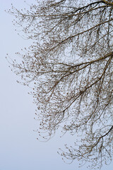 Boxelder maple branches in winter