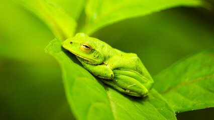 葉の上でくつろぐ梅雨時のカエル
