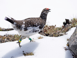Rock Ptarmigan male