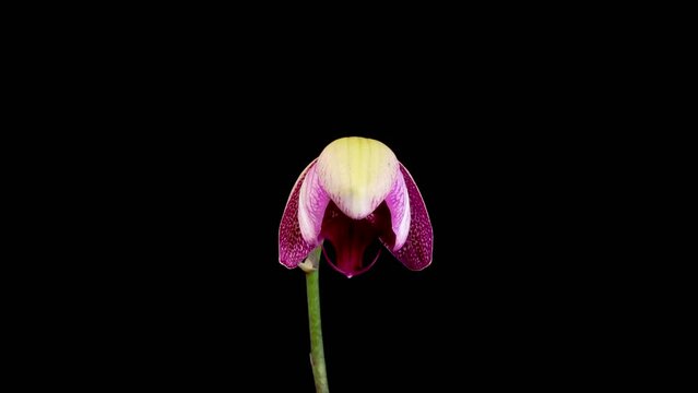 Blooming Magenta Orchid Phalaenopsis Flower on Black Background. Ma Cherie  Orchid. Time Lapse. 4K.