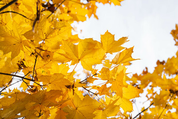 Autumn background with bright maple yellow leaves on the tree.
