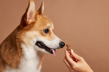 young girl training Pembroke Welsh Corgi, happy dogs concept