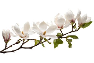 Obraz premium A Delicate Dance of White Blooms and Verdant Leaves on a White or Clear Surface PNG Transparent Background.