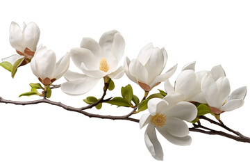 Fototapeta premium A Dance of White Petals: The Elegance of Nature on a White or Clear Surface PNG Transparent Background.
