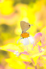A light brown butterfly sucks nectar from a flower