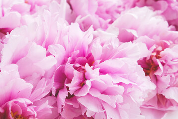Many fresh beautiful pastel pink peony flowers in full bloom, close up. Vibrant Flowery summer texture for background.
