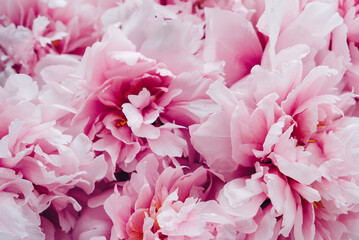 Many fresh beautiful pastel pink peony flowers in full bloom, close up. Vibrant Flowery summer texture for background.