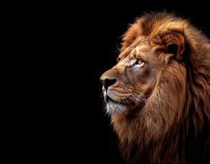 a lion isolated on black background