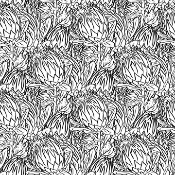 Black and white seamless pattern with line art protea flowers. Monochrome tropical floral background.