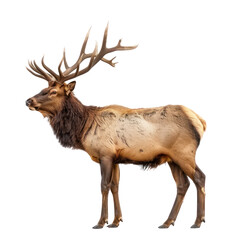 Elk side view full body isolate on transparency background PNG