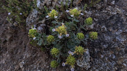 Teucrium dunense, scurfy germander mountainy plants