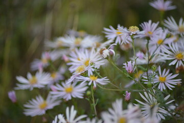 Zarte lila Asterbl&uuml;ten im Herbst-Sanfte Natur&auml;sthetik
