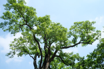 Trees in a Shanghai park with low angle of view. Looking at the sky through Tree Leaves