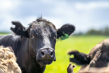 Stud Beef bulls, cows and calves grazing on grass in a field, in Australia. breeds of cattle include speckled park, murray grey, angus, brangus and wagyu on long pasture in spring and summer