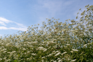 flowers in the field