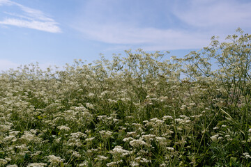 field with sky background