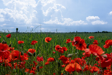 field of poppies and sky