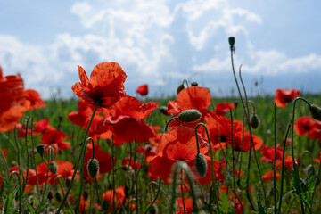 poppy field with sky