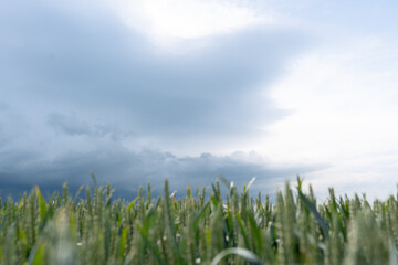 green grass and blue sky
