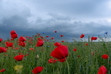 field of poppies and sky