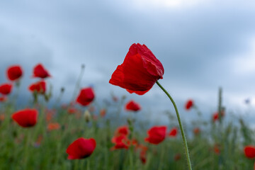 red poppy in the field