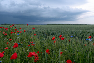 field of poppies and sky