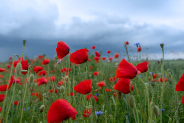 field of poppies and sky