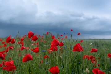 field of poppies and sky