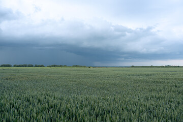 wheat field in the summer