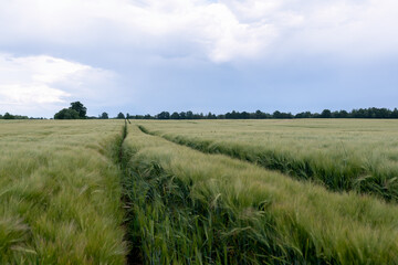 wheat field and blue sky