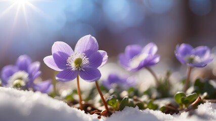 Celebrate the arrival of spring with this mesmerizing close-up of the Anemone hepatica, gracefully blooming amidst the lingering snow under the radiant sunlight, casting a beautiful bokeh that enhance