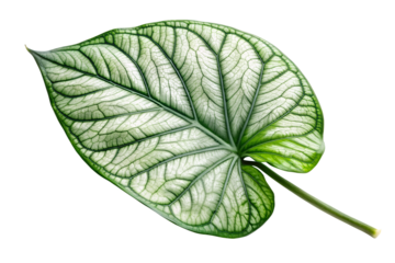 Arrowhead leaf on a transparent background.