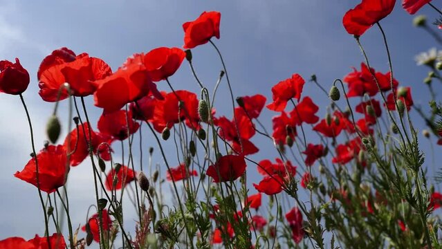 poppy flowers in the field