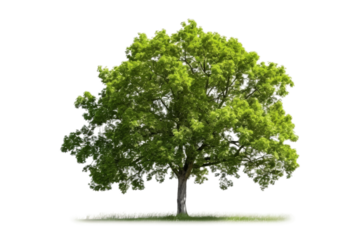 Whispers of Nature: A Majestic Tree Dancing in the Wind on a White or Clear Surface PNG Transparent Background.