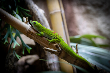 In a lush natural setting, a dynamic green day gecko with red markings rests on bamboo, showcasing its vibrant beauty