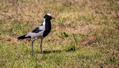 A grey black and white blacksmith lapwing isolated on short winter grass in the South African countryside