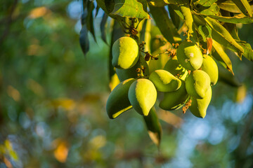 RACIMO DE MANGOS