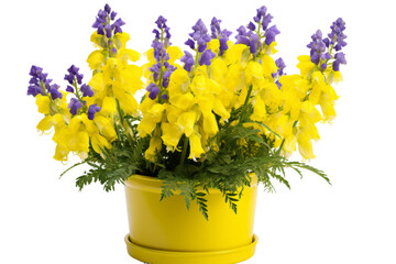 Vibrant Splendor: A Yellow Flower Pot Bursting With Purple and Yellow Blooms on a White or Clear Surface PNG Transparent Background.