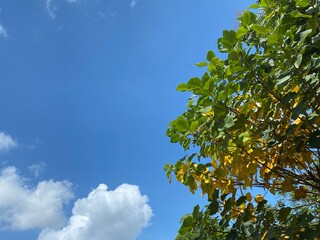 Copy space of Blue sky with cloud and some greenery on the right 
