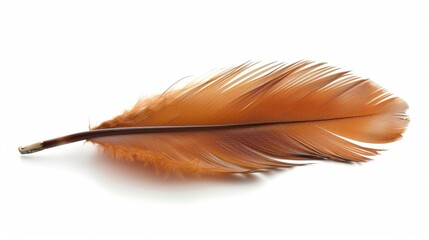 a feather Isolated on white background. concept of object nature for designer.