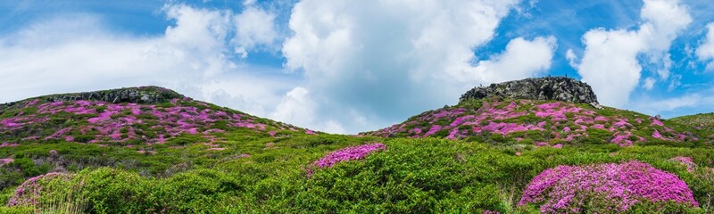 Fototapeta premium ミヤマキリシマの絶景が続く阿蘇高岳 天狗の舞台 登山道