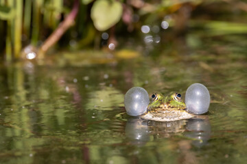 Frosch in der Natur