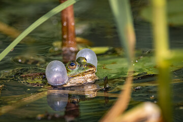 Der Frosch im Teich