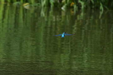 common kingfisher in a forest