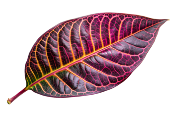 Purple croton leaf on a transparent background.