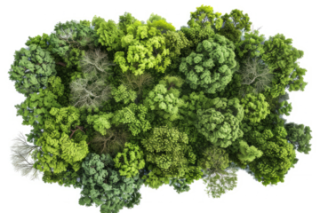 aerial view of an ancient oak woodland, highlighting the natural patterns and textures formed by the trees.