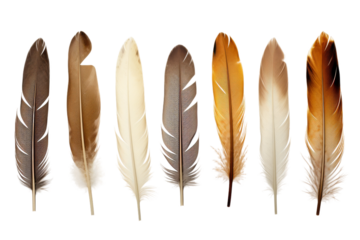 A Spectrum of Plumes Dancing on White on a White or Clear Surface PNG Transparent Background.